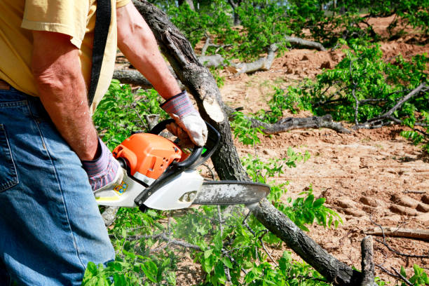 Best Tree Care Services  in Great Falls, SC